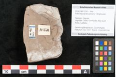 Foto (Objekt + Etikett) von Podocarpus praecupressina Ettingshausen (NHMW-GEO-2024-0188-10350)